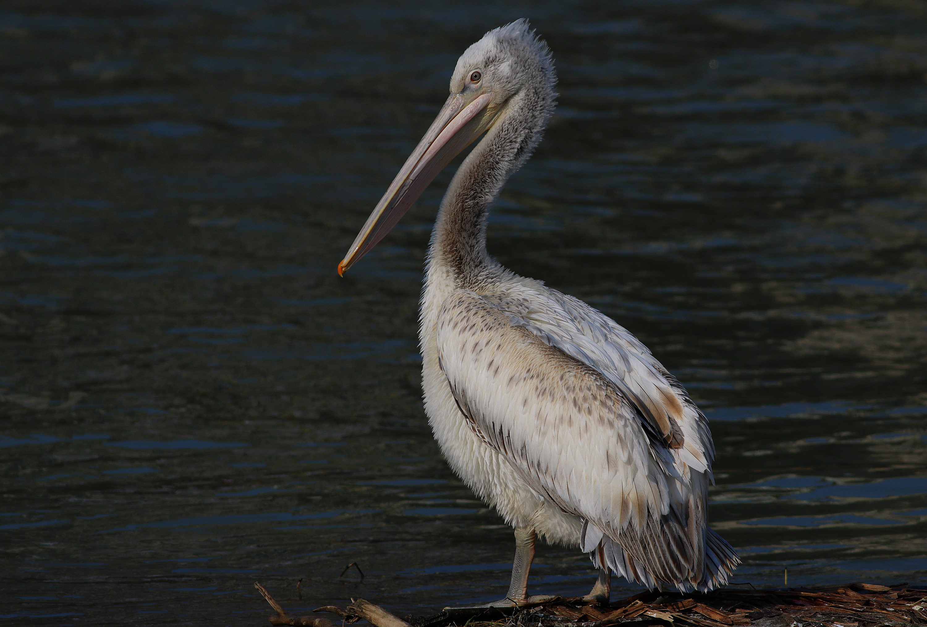 Dalmatian Pelican